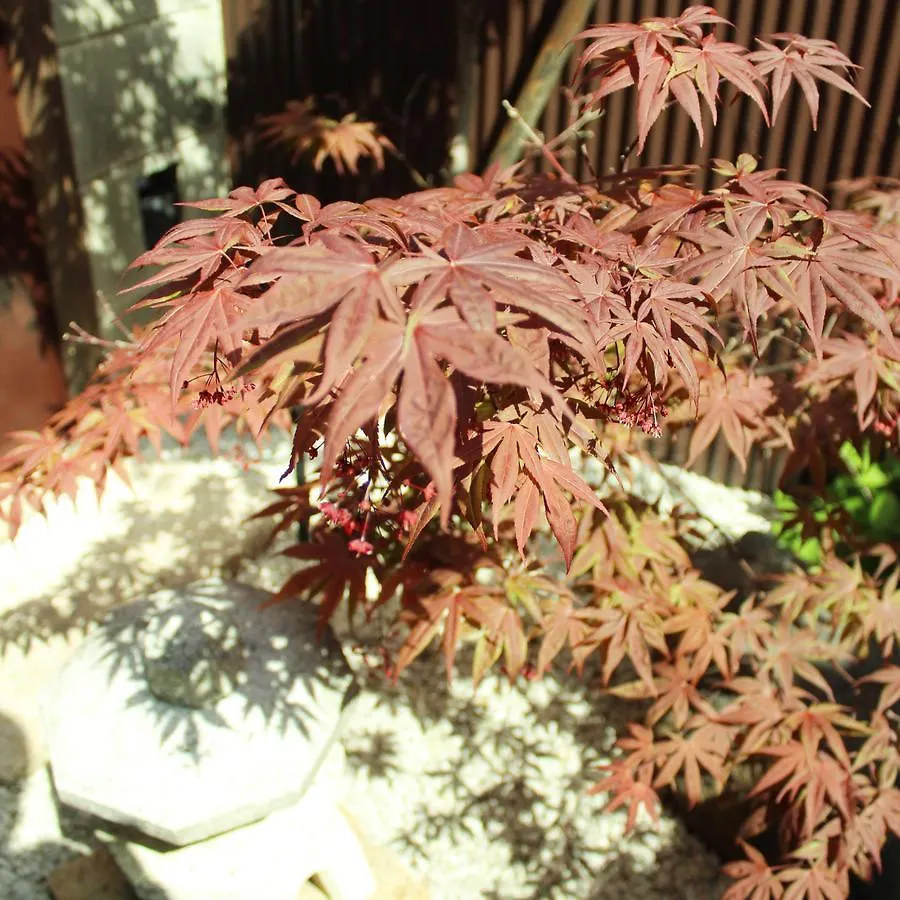 Guest House Koto Fushimi Inari Kyoto